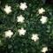 18ct. Warm White Daisy LED String Lights by Ashland&#xAE;
